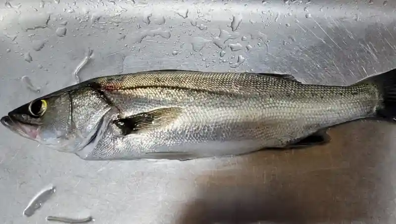 직접 잡은 농어