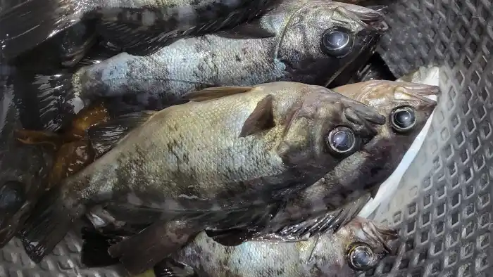 준수한 씨알의 볼락