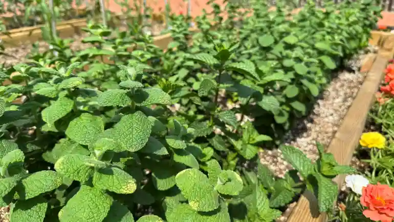 텃밭 상자에서 직접 재배 중인 애플민트