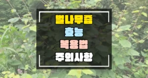 벌나무즙 효능과 복용법 주의사항 썸네일