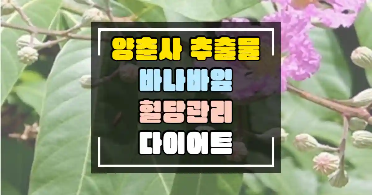 양춘사 추출물 바나바 잎 혈당관리 썸네일